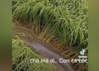 video visiting soc tran farmers shocked before identifying the creature destroying rice fields 116355