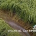 video visiting soc tran farmers shocked before identifying the creature destroying rice fields 116355