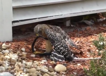 video weather forecast attack on snakes when people are in distress how to survive 115937