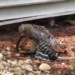 video weather forecast attack on snakes when people are in distress how to survive 115937