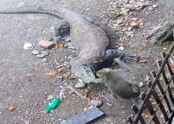 video when hanging on the fence still cannot escape the bloodthirsty komodo dragon extremely deadly 115909