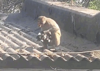 video when kidnaping the child brings home and the unbelievable ending 117908