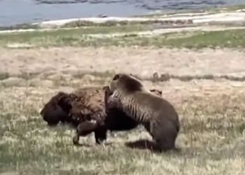 video wild bison attack bear eating meat 116233