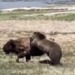 video wild bison attack bear eating meat 116233