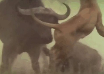 video wild boar fighting lion to steal back cub from new foe 117463