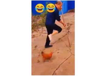 video with chicken in the northern vietnamese vinh bac bo singing 117041