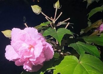 vietnam has a flower that can change color 3 times when the pig squeals at the most surprising moment 116901