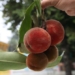 vietnam has a fruit that is a combination of raspberry and custard apple 116398