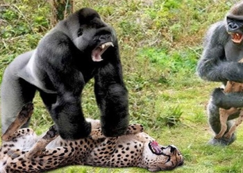 violent video manslaughter dominates must fall under running while in chaos due to being ambushed when attacked 117582