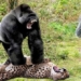 violent video manslaughter dominates must fall under running while in chaos due to being ambushed when attacked 117582