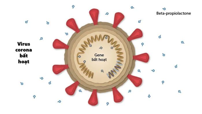 Inactivated coronavirus.