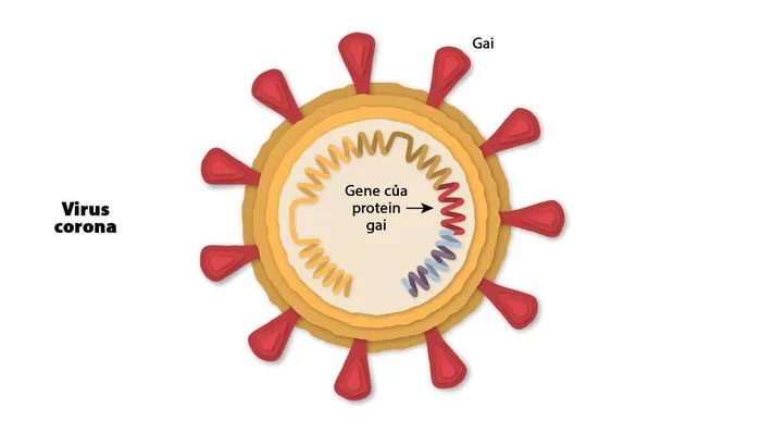 Coronavirus.