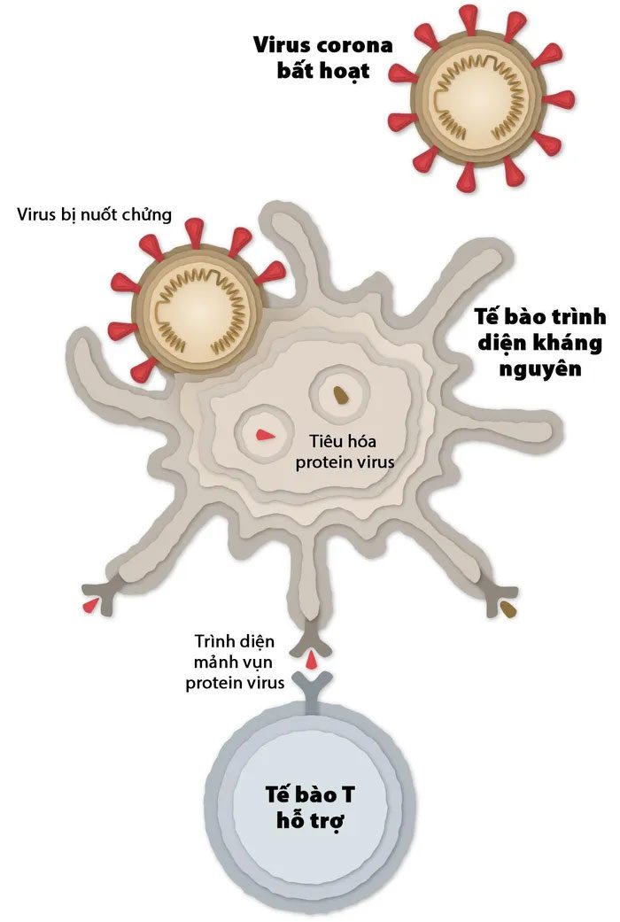 Activity of antigen-presenting cells.