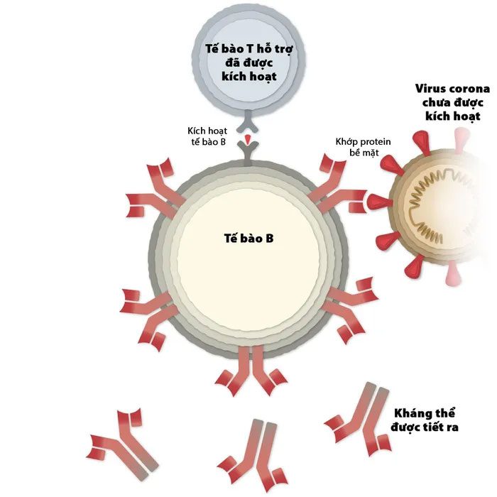 B cells