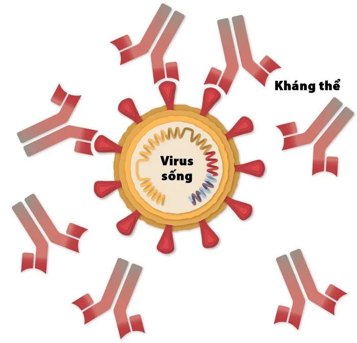 Antibodies neutralizing coronavirus.