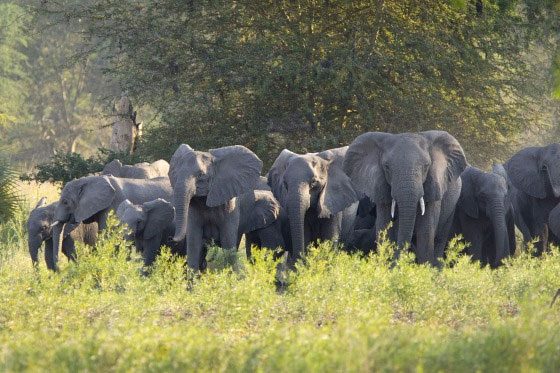 The park now has about 300 elephants.