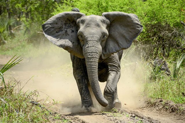 A tuskless elephant in Gorongosa National Park.