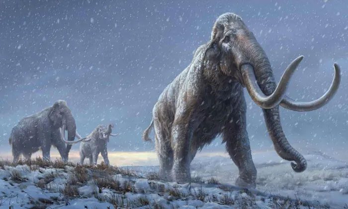 Illustration of a woolly mammoth from the Ice Age.