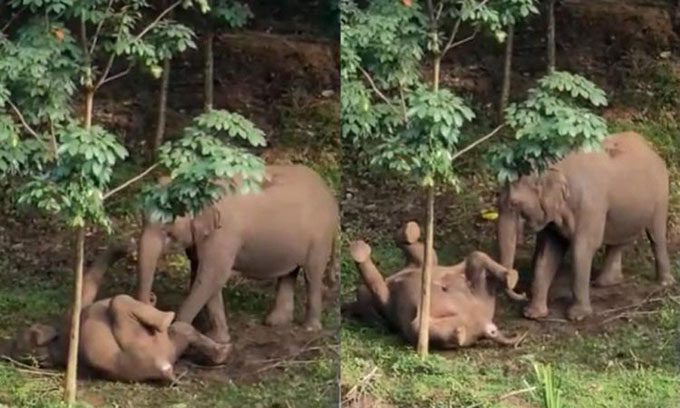 The herd returned to the forest, but the mother remained beside her calf's body