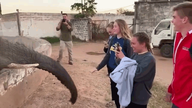 The elephant unexpectedly went wild, swinging its trunk at the tourist's face.