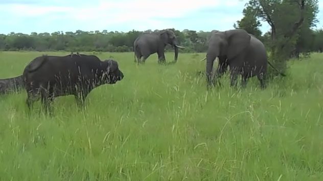 Buffalo can become extremely aggressive if provoked.