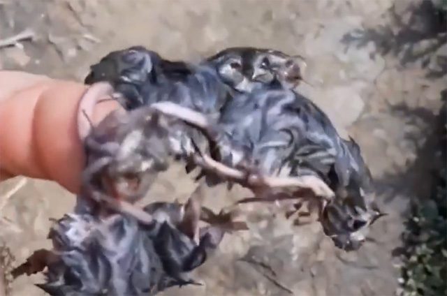 The mysterious "Rat King" phenomenon causing concern among Northern Europeans