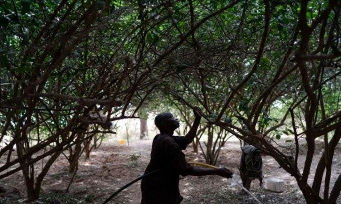Ibrahima Fall watering his lemon garden in Ndiawagne Fall village, Kebemer, Senegal