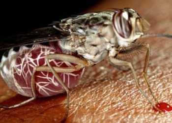 warning belly explosion disease could cause 70 million deaths in africa 117066