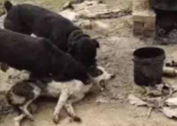 what happens when 2 dogs attack a rottweiler in a chaotic scenario 116990