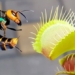 what happens when the corn cob falls from the bat tree can it escape the death trap 117181