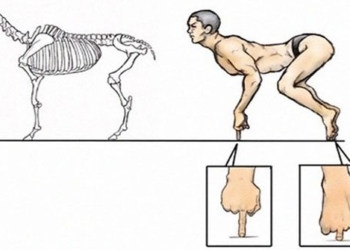 what will happen if humans have a similar structure to animals 101542