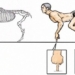 what will happen if humans have a similar structure to animals 101542