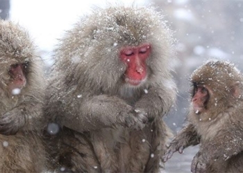 when snow stops everything to survive winter 117483