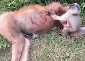 when the child cries holding the body when the mother is hit by a car and dies 117862