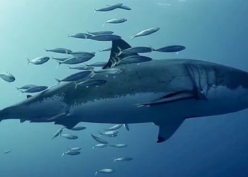 where the giant catfish dies but this fish is actually doing something 117134