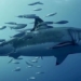 where the giant catfish dies but this fish is actually doing something 117134