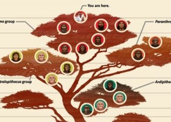 why are other animals diverse while modern humans are only one 115777