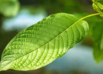 why heroin new kratom causes concern 116443