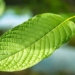 why heroin new kratom causes concern 116443