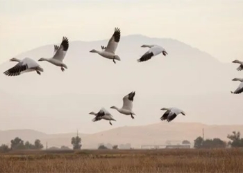 why migratory birds usually have longer feathers than normal 117781