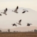 why migratory birds usually have longer feathers than normal 117781