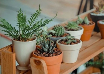 why some types of plants can be grown in the bedroom are different 116229