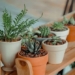 why some types of plants can be grown in the bedroom are different 116229