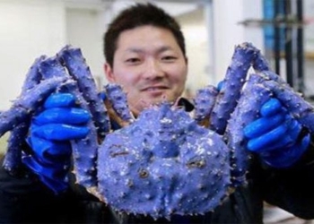 why the emperor has blue purple blood is it toxic or not 116759