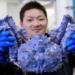 why the emperor has blue purple blood is it toxic or not 116759