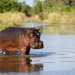 why the malay tapir prefers to live underwater 116581