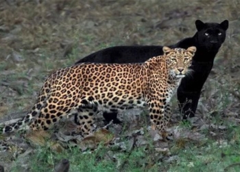 why the male animals are always bigger than the females in meat eating birds opposite 117807