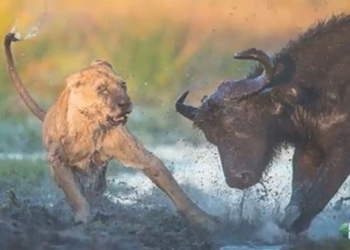 wild boar video and powerful defensive moves that scare lions 116084