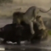 wild buffalo alone needs fish flying lion from morning to night and the ending 115755