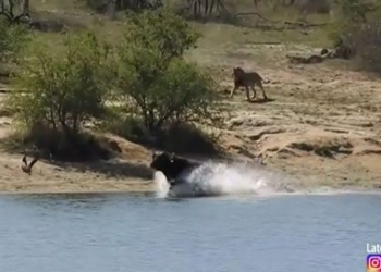 wild buffalo attacked by hundreds of lions on river and its reversal ending 117140